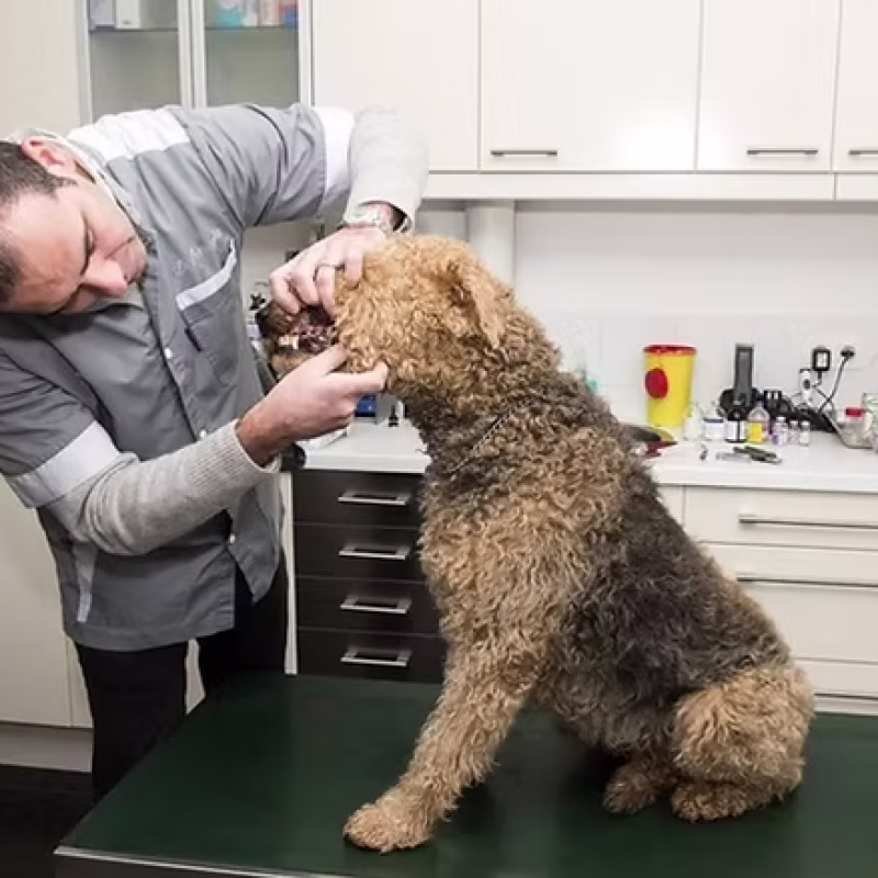 Vétérinaire avec un chien